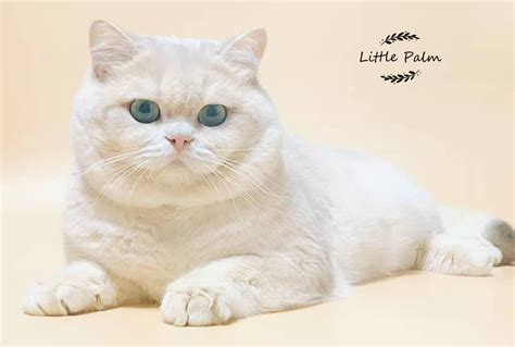 沐米猫舍 103英短纯蓝-性别：公（颜色浅）英国短毛猫|摄影|动物|沐米猫舍 - 原创作品 - 站酷 (ZCOOL)