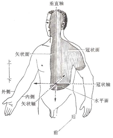 人体断层解剖学图谱_360百科