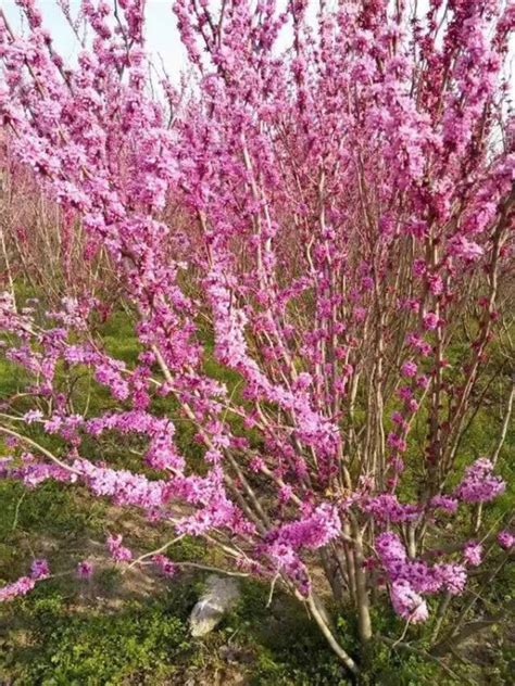 一探2021广州海珠湿地公园十里紫荆花道之美 - 必经地旅游网