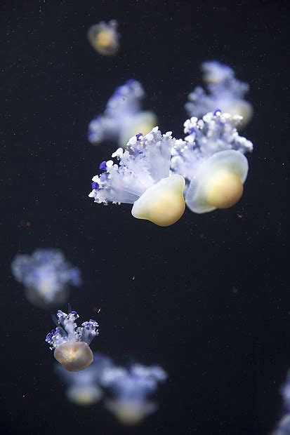 明亮的水母漂浮黑暗的海水中高清图片下载-正版图片300167931-摄图网