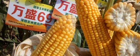 【中国科学网】杂种优势如何用？玉米有把“新钥匙”_媒体华农_新闻_南湖新闻网