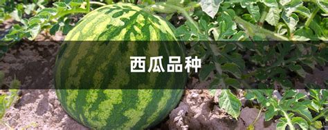 美都西瓜与麒麟西瓜有什么区别，麒麟西瓜的种植周期更短 - 新三农