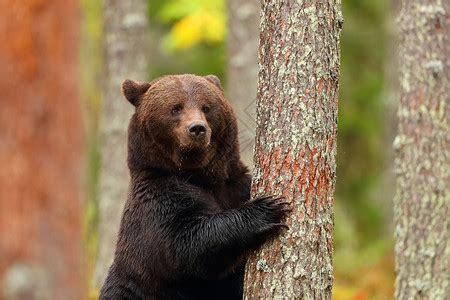 大棕熊坐在森林里看着秋季的一面高清图片下载-正版图片304574989-摄图网