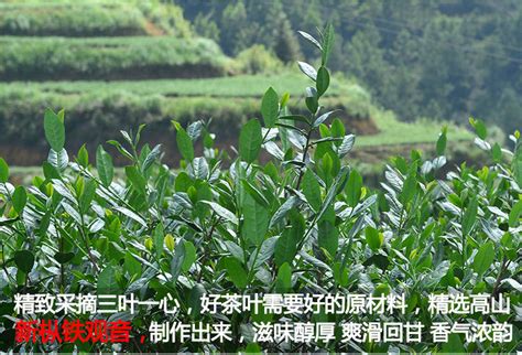 2021新茶享安吉凤型白茶叶 茶厂货源散茶批发 高山绿茶叶明前浓香-阿里巴巴