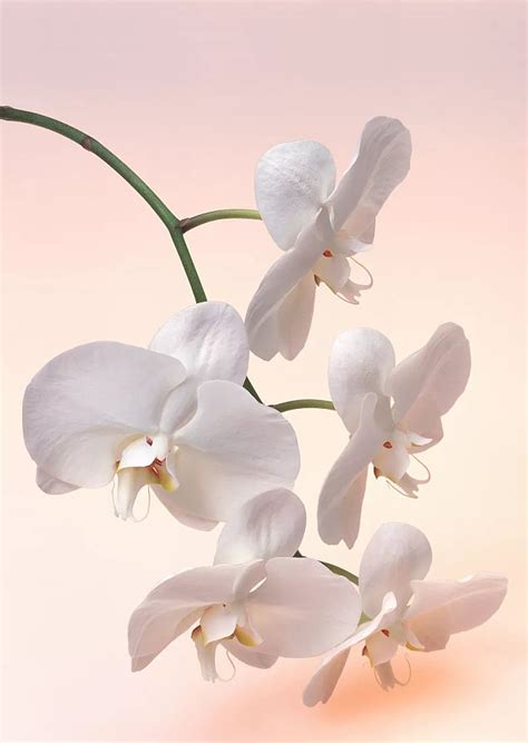 纯洁的白色蝴蝶兰白色纯洁蝴蝶兰花卉摄影图片图片素材鲜花植物植物图片植物照