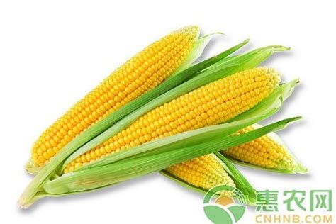 【今日玉米多少钱一斤？今日全国玉米价格最新行情| 玉米价格是真的全面下调了吗？据了解】_傻大方