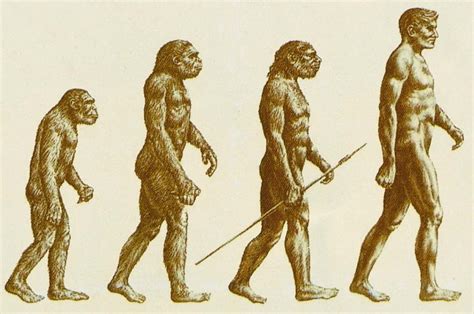 人是怎么进化来的？人类的祖先到底是谁？- 历史故事_赢家娱乐