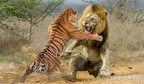 最强对决！狮子和老虎单挑到底哪个厉害，这场面简直太激动人心了！_腾讯视频