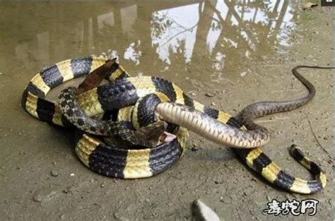 蛇打架图片大全、欣赏一下各种蛇打架的姿态！_蛇的图片_毒蛇网