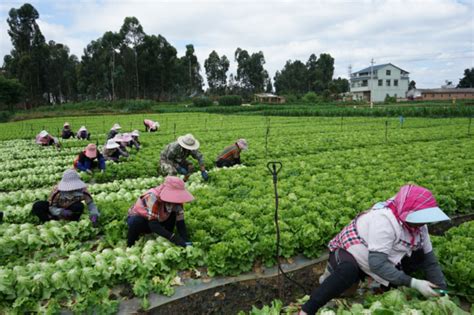 青岛西海岸新区：半月帮农民解决“滞销”蔬菜1800吨