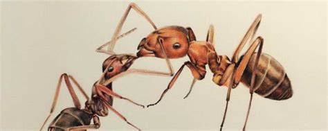 怎么养蚂蚁 蚂蚁如何养_知秀网