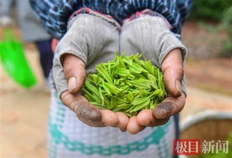 绿茶|云雾茶|茶叶产品电商拍摄|静物广告摄影|STUDIODP_迪芃摄影-站酷ZCOOL