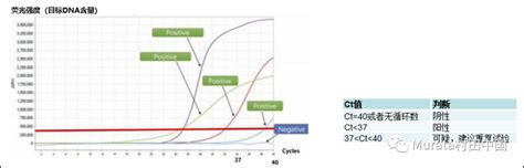 新冠病毒检测试剂盒（数字PCR一步法）利剑出鞘 - 生物通