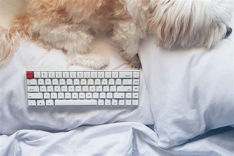 机械键盘,狗,床,枕头-千叶网