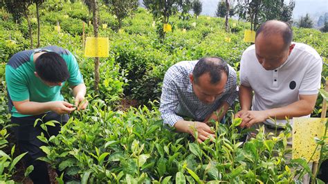 生命科学学院为绿春茶产业提质增效注入科技动力 - 综合新闻 - 重庆大学新闻网