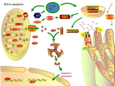 Me3NB12Cl11。自由基：一种强的单电子氧化剂,Chemistry - A European Journal - X-MOL