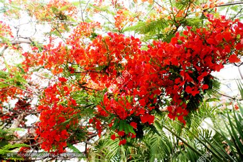 红花垂挂的树,红花玉蕊树图片大全,挂花树_大山谷图库