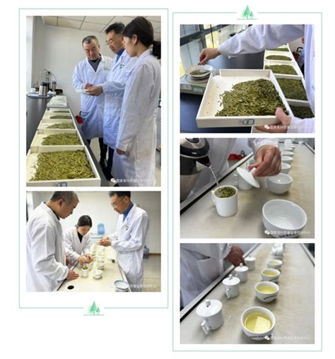 干货｜新茶检测季知识分享- 国家茶叶质量检验检测中心