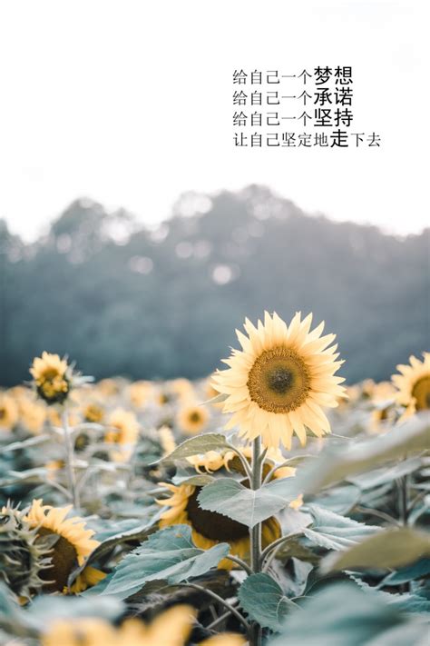 11月励志图片