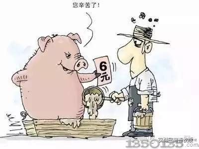 养猪大省如何应对周期波动——四川生猪养殖调查 - 西部网（陕西新闻网）