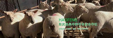 彰武县昊丰养羊专业合作社_夏洛莱羊,杜泊羊,澳洲白羊,杂种羊