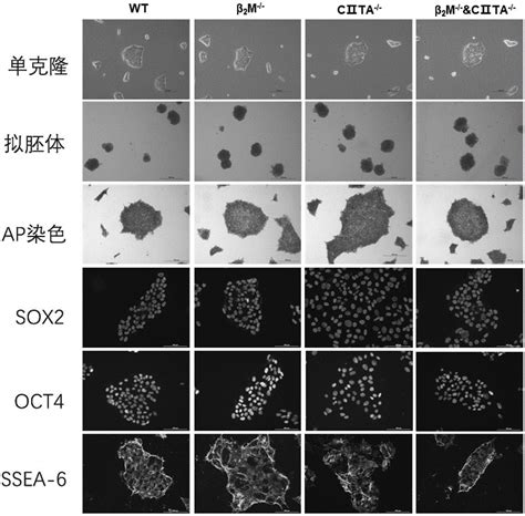 巨噬细胞Macrophage系列介绍一-靶点科技（北京）有限公司