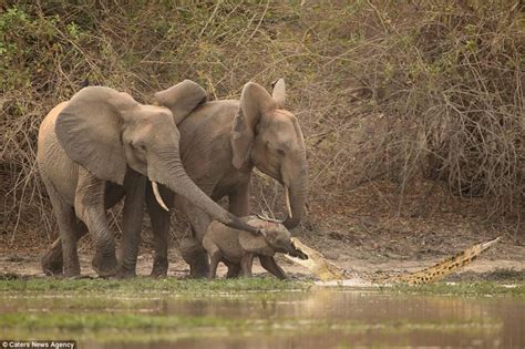 大象图片-大象妈妈和小象在非洲素材-高清图片-摄影照片-寻图免费打包下载