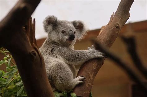 考拉图片-澳大利亚塔斯马尼亚的澳大利亚小考拉素材-高清图片-摄影照片-寻图免费打包下载