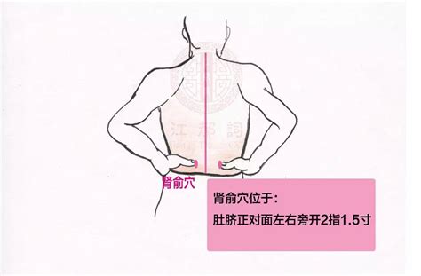 脾俞的准确位置图图片 脾俞的准确位置图图片