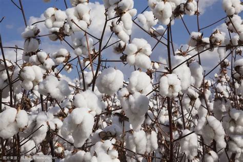 石河子市拉开棉花收购走向市场的序幕，今年棉花价格为…..._吨籽棉