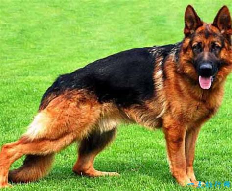 世界十大名犬排名 金毛排第七 - 弹指间排行榜