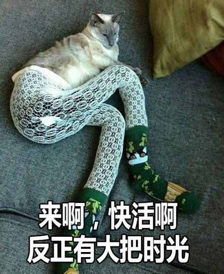 性感小野猫图片