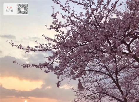 晴川阁的樱花好像在日本拍的奥 每年最爱的武汉赏樱地 🌸……