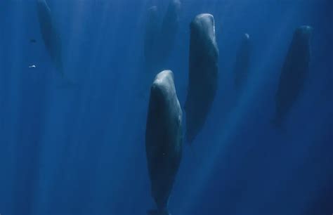 巨鲸有多大,鲸鱼有,最大的巨鲸_大山谷图库