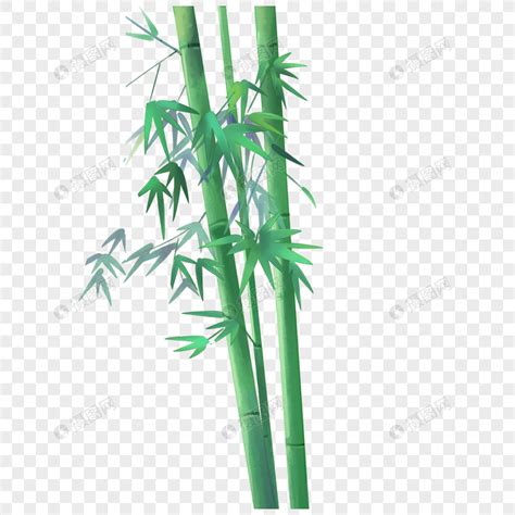 翠竹(Sasa pygmaea)拉丁名学名属名科名植物生活型图片
