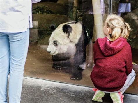 无数美国人排队去看的大熊猫，为什么这么受欢迎？__凤凰网