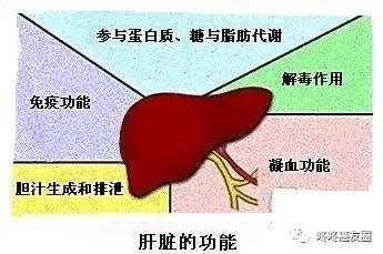 咚咚教你看化验单（2）：“肝肠寸断”的肝功能-咚咚肿瘤科