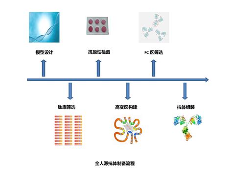 抗体人源化-原理/流程-重组抗体专题-德泰生物