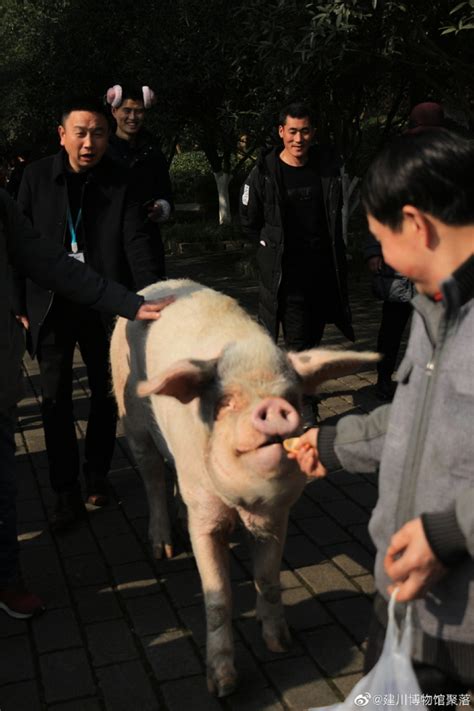 人扛着猪的图片,人背着猪的图片,人抱猪的图片_大山谷图库