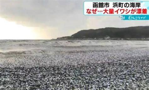 日本北海道海岸现大量沙丁鱼尸体 究竟是什么原因?