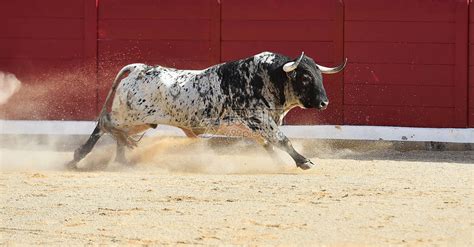 西班牙公牛长着大角高清图片下载-正版图片503614977-摄图网