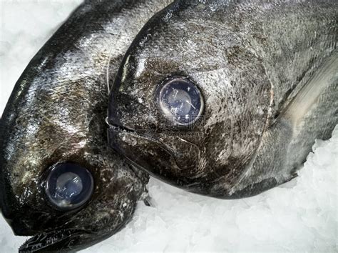 冰上黑鲳鱼出售高清图片下载-正版图片505914713-摄图网