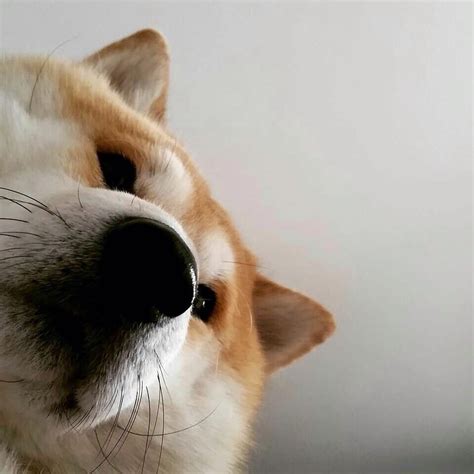 胖狗头像图片