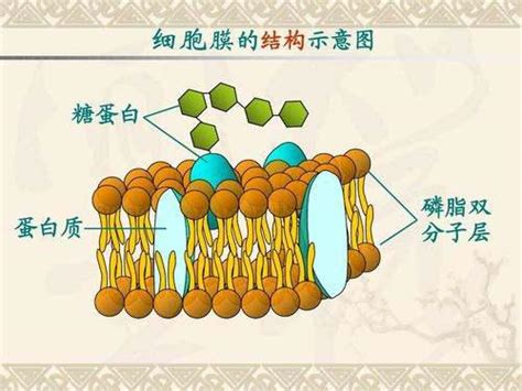 细胞膜最简单的磷脂双分子层，行为复杂到超出你的想象（一） - 知乎