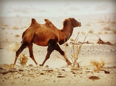 骆驼为什么只在沙漠生活 骆驼能在沙漠生活的原因 _八宝网