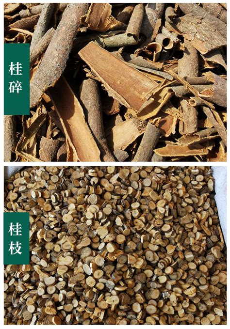 中药桂枝图片