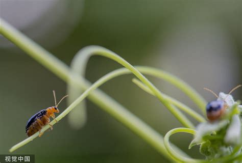 海南琼海：大暑时节草木茂盛 昆虫纷纷登场-荔枝网图片