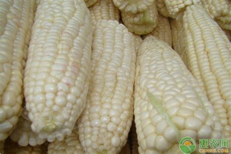 【今日最新玉米价格】2017年11月30日玉米价格走势