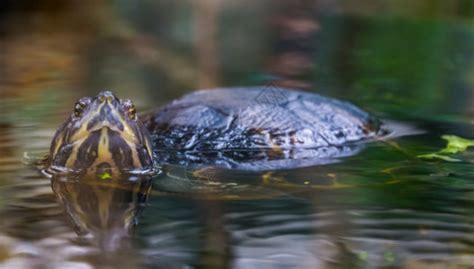 海龟农场鳄鱼动物游泳脚蹼地区爬虫乌龟高清图片下载-正版图片320459510-摄图网