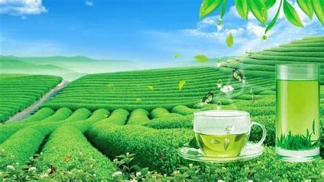 茶叶产品代理授权证书模板图片下载_红动中国